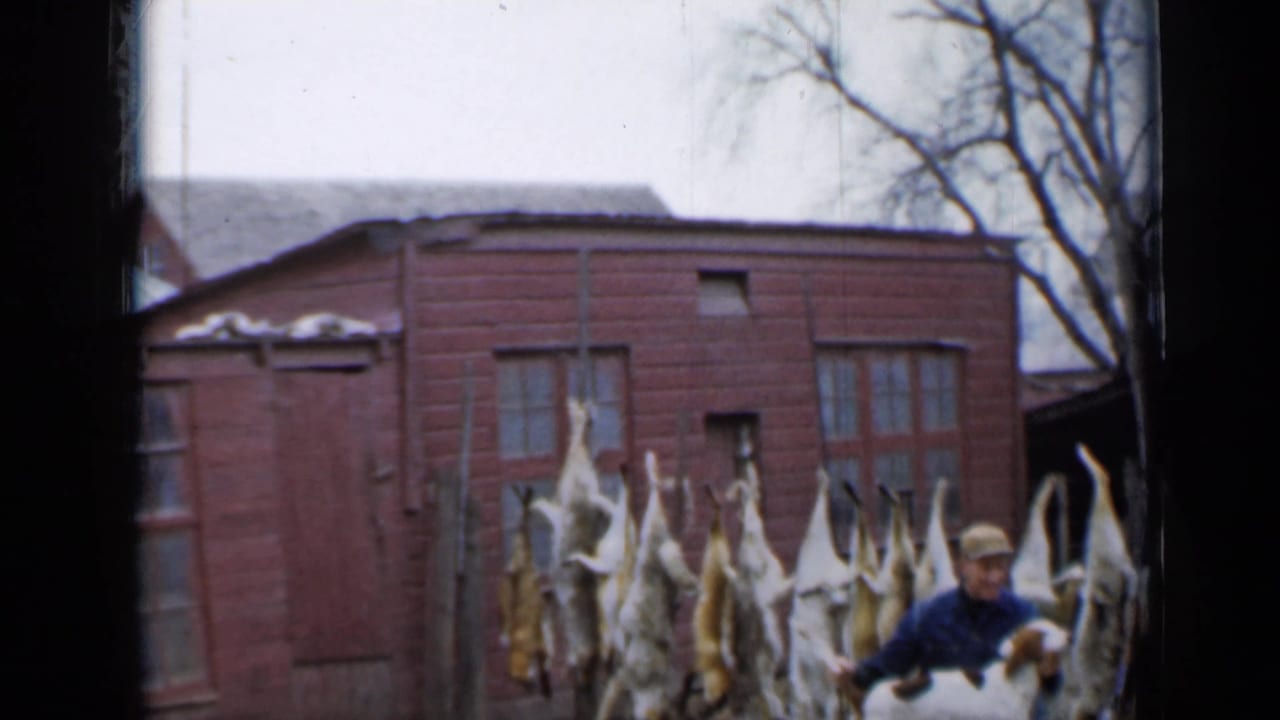 In 1958 Minnesota home-movie footage, a hunter kneels beside a hound before hanging coyote pelts and a red outbuilding.