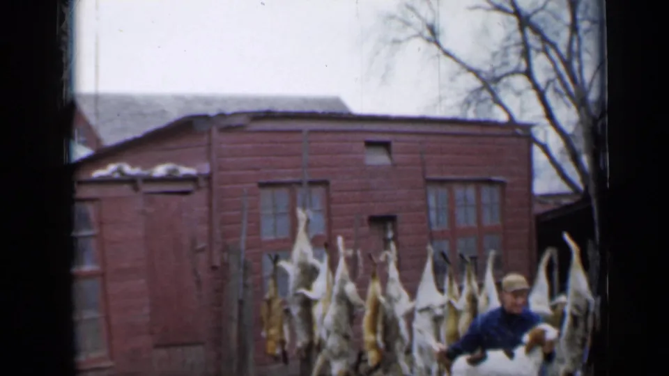 In 1958 Minnesota home-movie footage, a hunter kneels beside a hound before hanging coyote pelts and a red outbuilding.