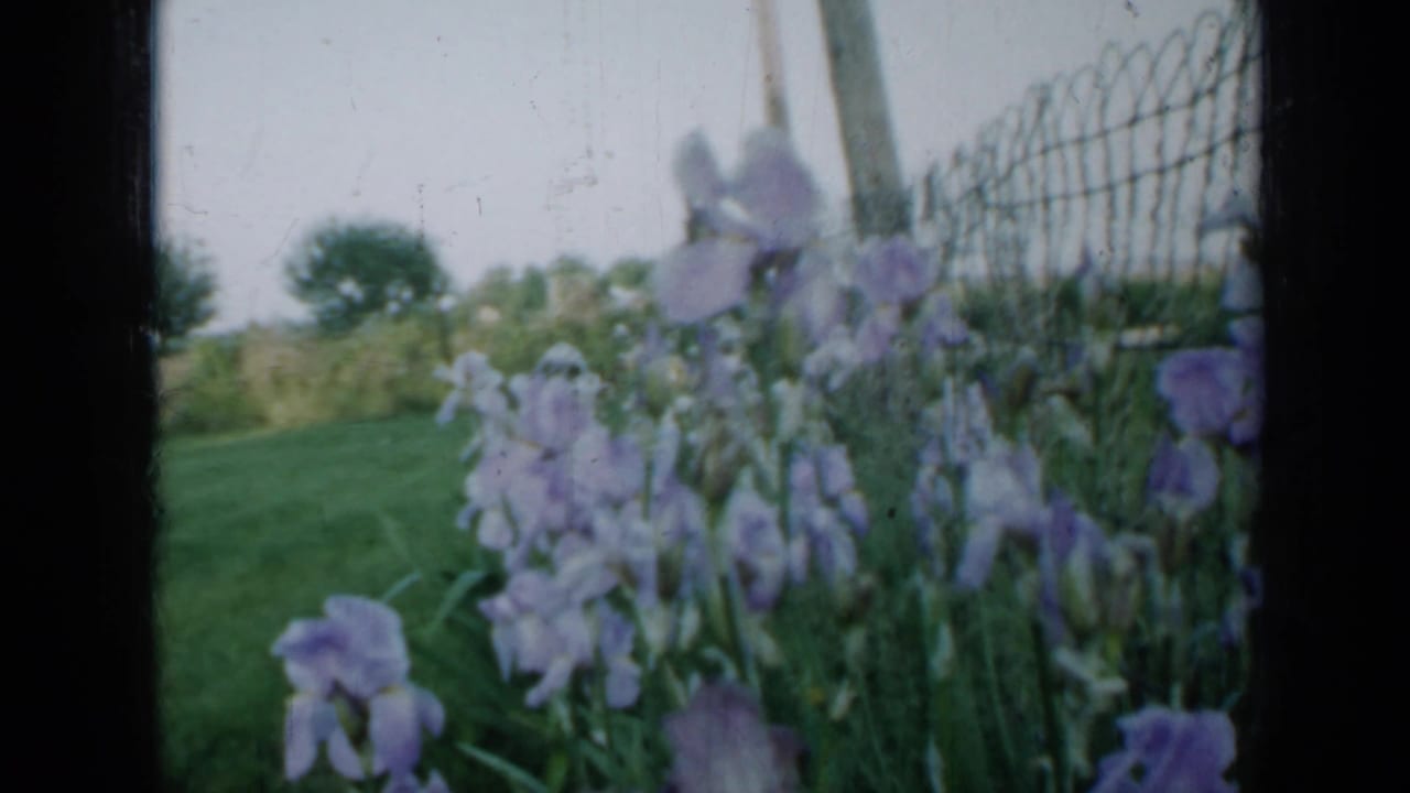 Purple iris flowers beside a wire fence, partly framed by dark vertical window bars.