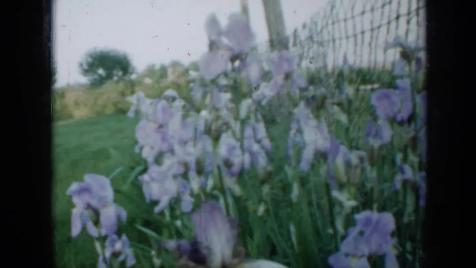 1958 Minnesota garden view of pale purple irises and green foliage beside a wire fence, with a grassy yard in soft focus.