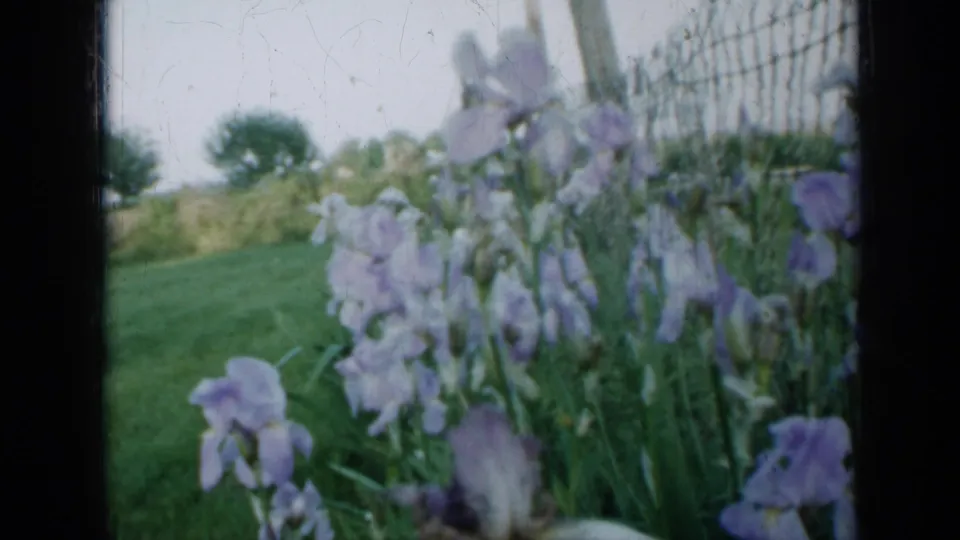 Soft 8mm frame from 1958 Minnesota showing pale purple iris blossoms by a wire fence, with grass and shrubs behind them.