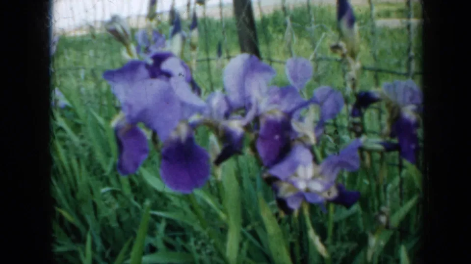 1958 Minnesota 8mm close-up of darker purple irises in a garden bed, with green leaves and a wire fence behind.