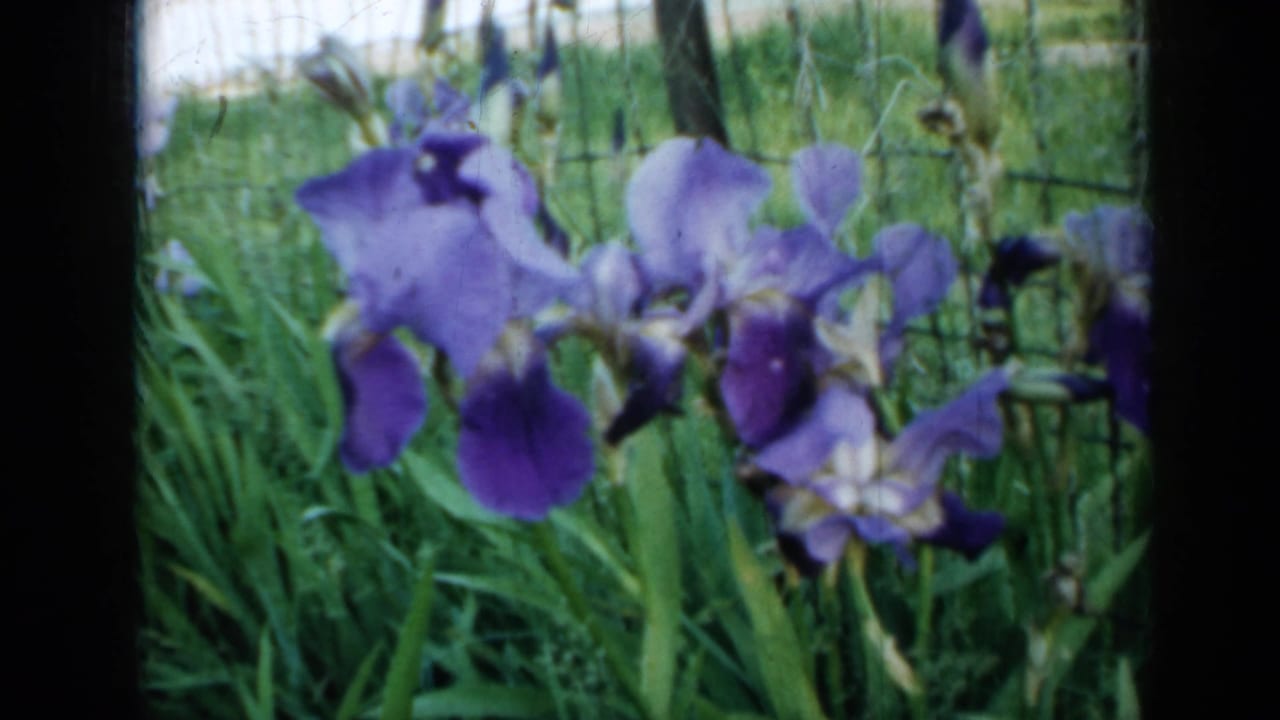 Purple iris flowers blooming in tall green garden grass beside a wire fence.