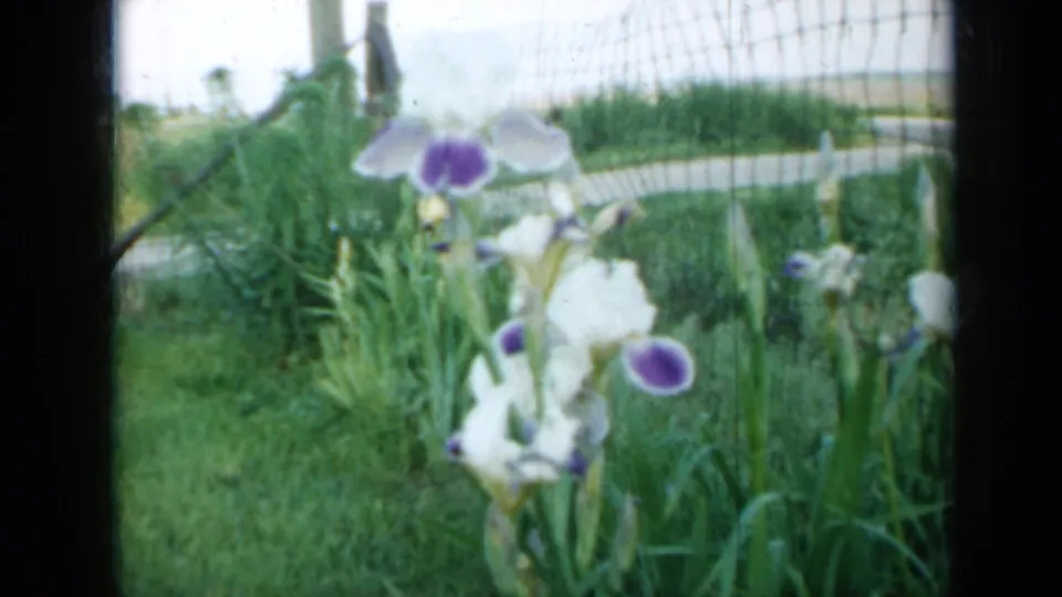 1958 Minnesota garden footage frame with white and purple iris blooms, long grass, and a wire fence in soft 8mm color.