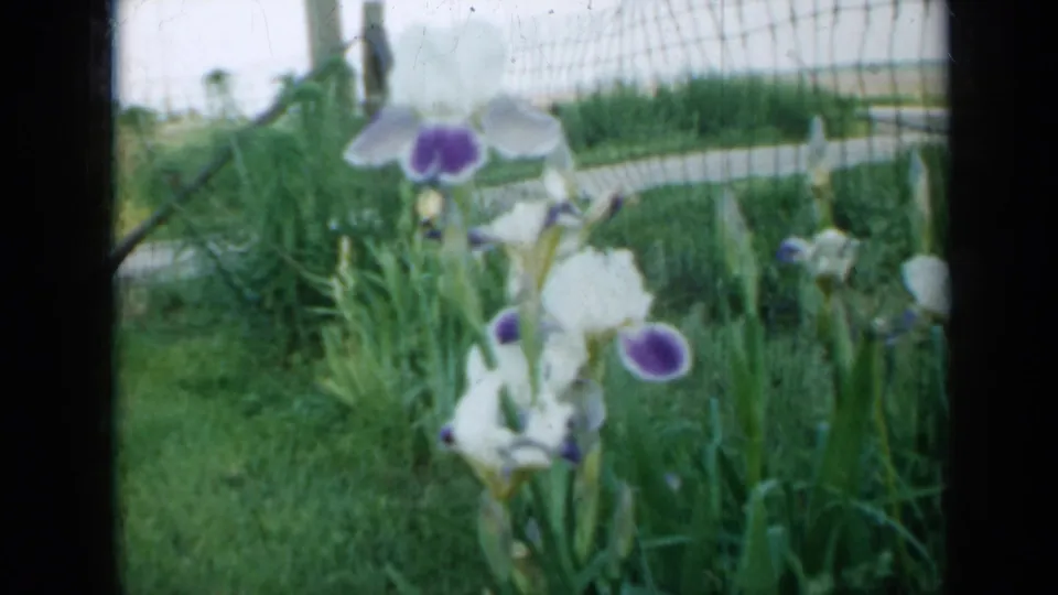 1958 Minnesota 8mm still showing white iris flowers with purple centers among green foliage, with a wire fence behind them.