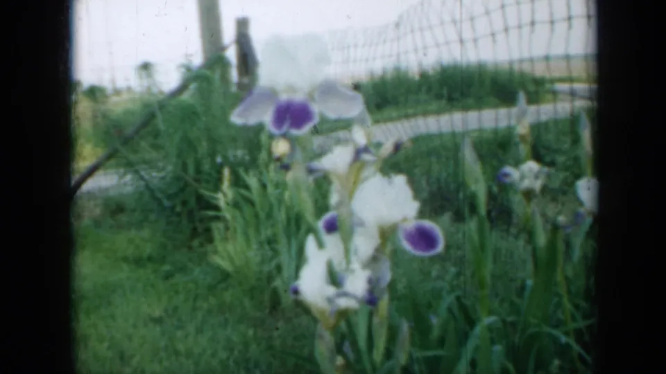 1958 Minnesota home-movie frame of white and purple iris flowers in long grass, backed by a wire fence and soft outdoor background.