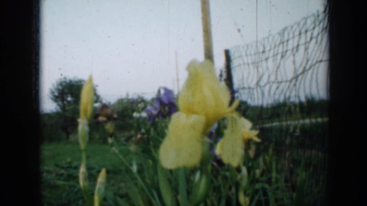 Yellow and purple irises near a wire fence under an overcast sky.