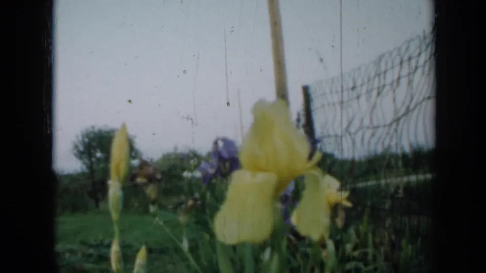 1958 Minnesota home-movie frame with a soft yellow iris in the foreground and a wire fence receding behind it.