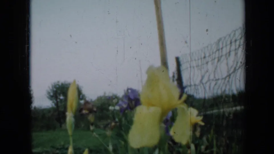 1958 Minnesota 8mm still with yellow irises, purple blooms, grass, and a wire fence seen from a low garden angle.