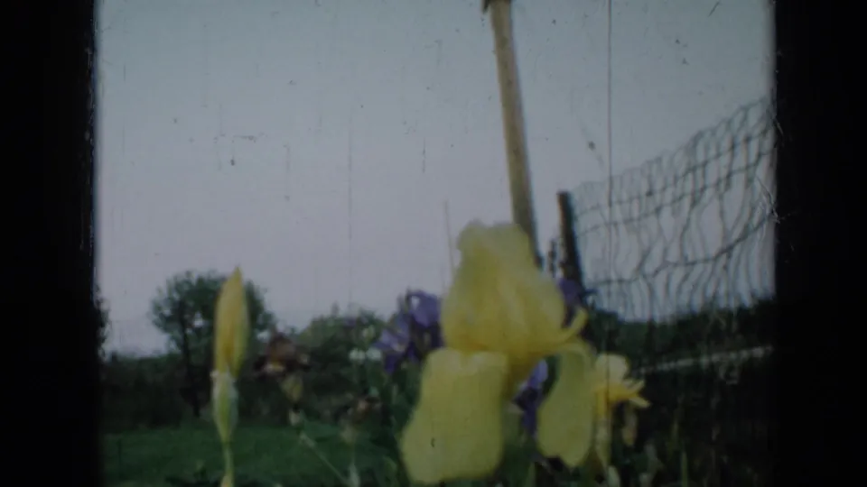 1958 Minnesota 8mm frame showing a soft-focus yellow iris, purple flowers, grass, and a wire fence under gray sky.