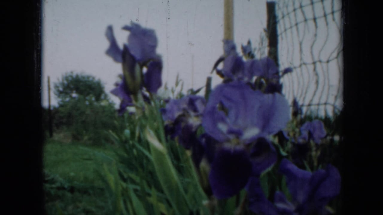 Purple irises beside a wire fence with lawn and trees in the background.