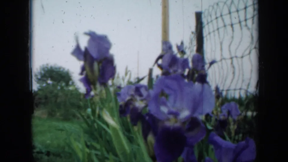1958 Minnesota 8mm frame with purple iris blooms in soft focus, backed by a wire fence, grass, and trees.