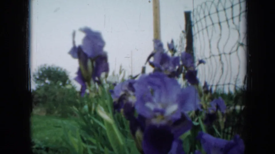 1958 Minnesota 8mm frame showing purple irises moving in a breeze, with a wire fence and green lawn in the background.