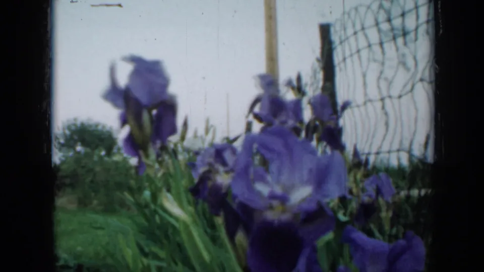 1958 Minnesota 8mm frame of purple irises close to the camera, with wire fencing, grass, and distant trees visible.