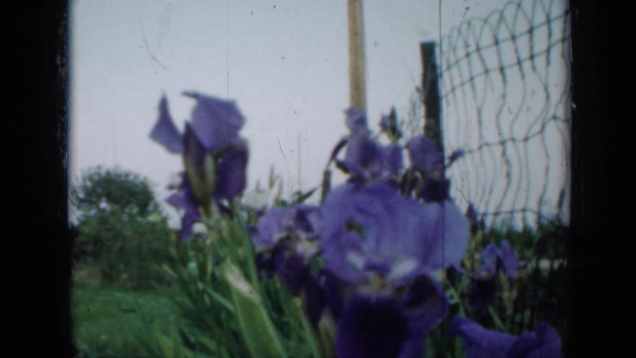 Purple irises and green leaves near a wire fence in soft outdoor light.