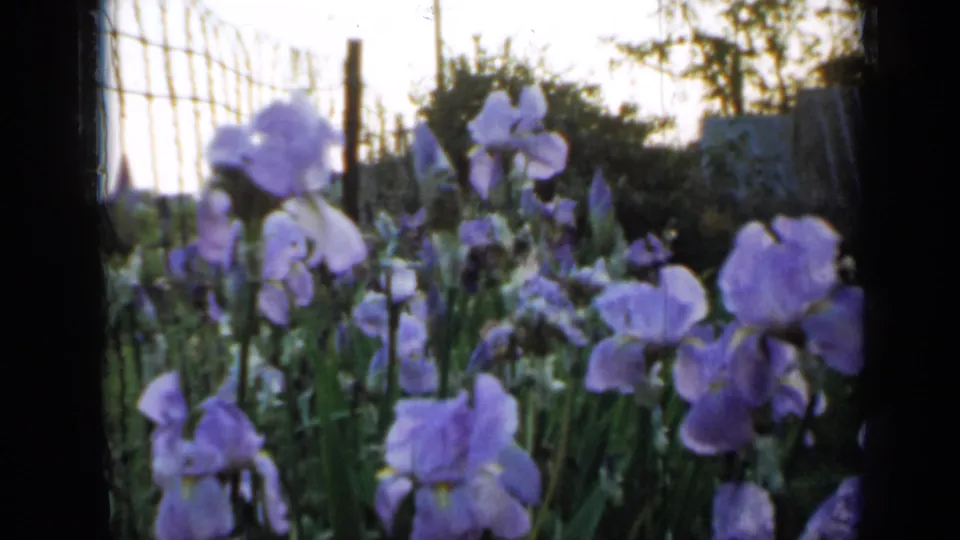 1958 Minnesota garden view with purple irises swaying near a wire fence, with shrubs and bright sky behind them.