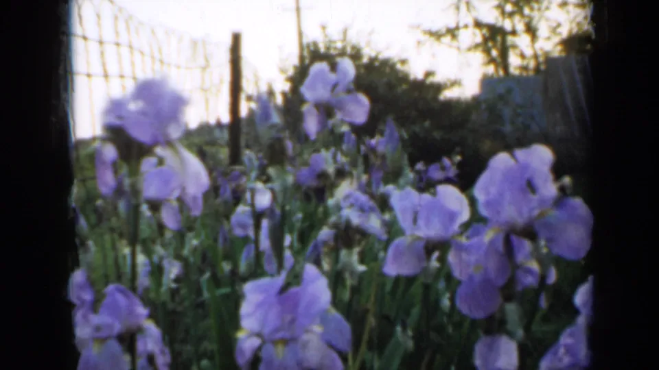 Close 1958 Minnesota home-movie view of purple irises and green stems, with a wire fence and shaded garden plants behind.