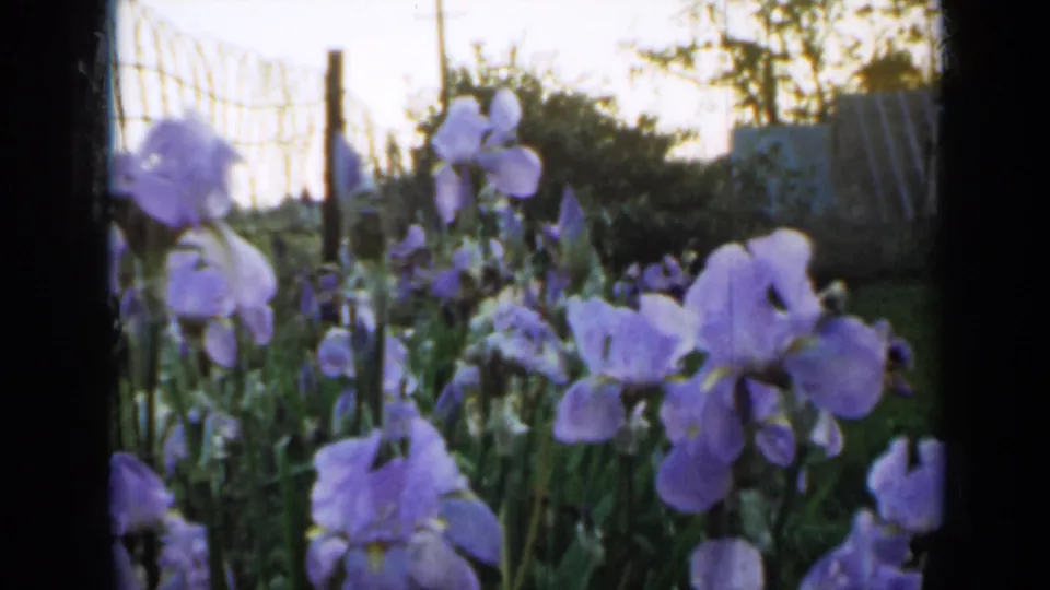 1958 Minnesota frame showing purple irises in the foreground, with wire fencing, posts, and leafy garden background visible.