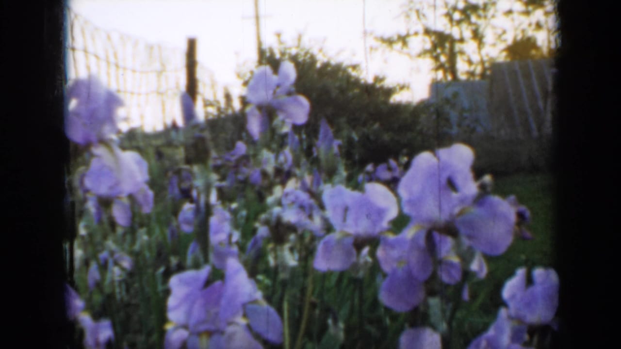 Purple irises bloom beside a wire fence in a garden.