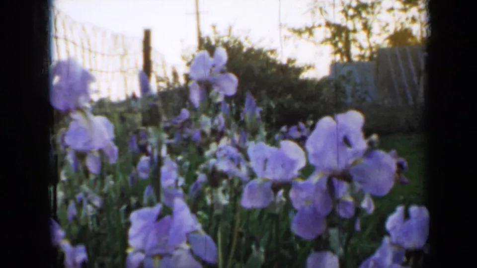 Purple irises fill the foreground of a Minnesota garden scene, with a wire fence and trees behind them in faded 1958 8mm color.