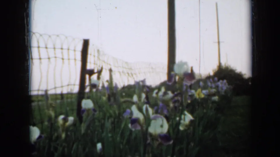 White and purple irises line a wire fence in a Minnesota outdoor garden, with utility poles and distant trees visible in soft 1958 8mm footage.