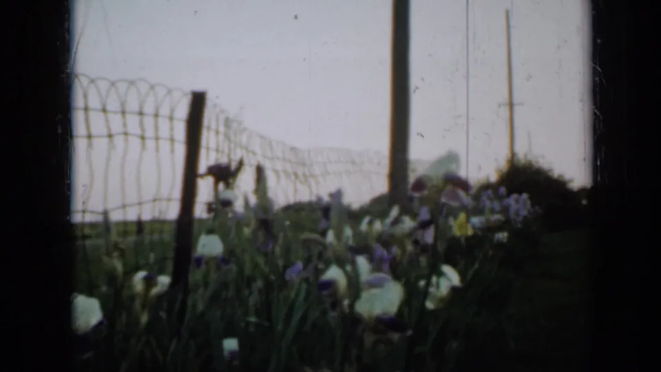 A low 8mm view of Minnesota garden irises shows a wire fence receding across the frame, with a utility pole, lawn, and soft sky behind.