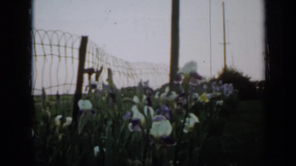 Minnesota garden irises and tall leaves appear in front of a wire fence, utility poles, shrubs, and pale sky in faded 1958 home-movie color.