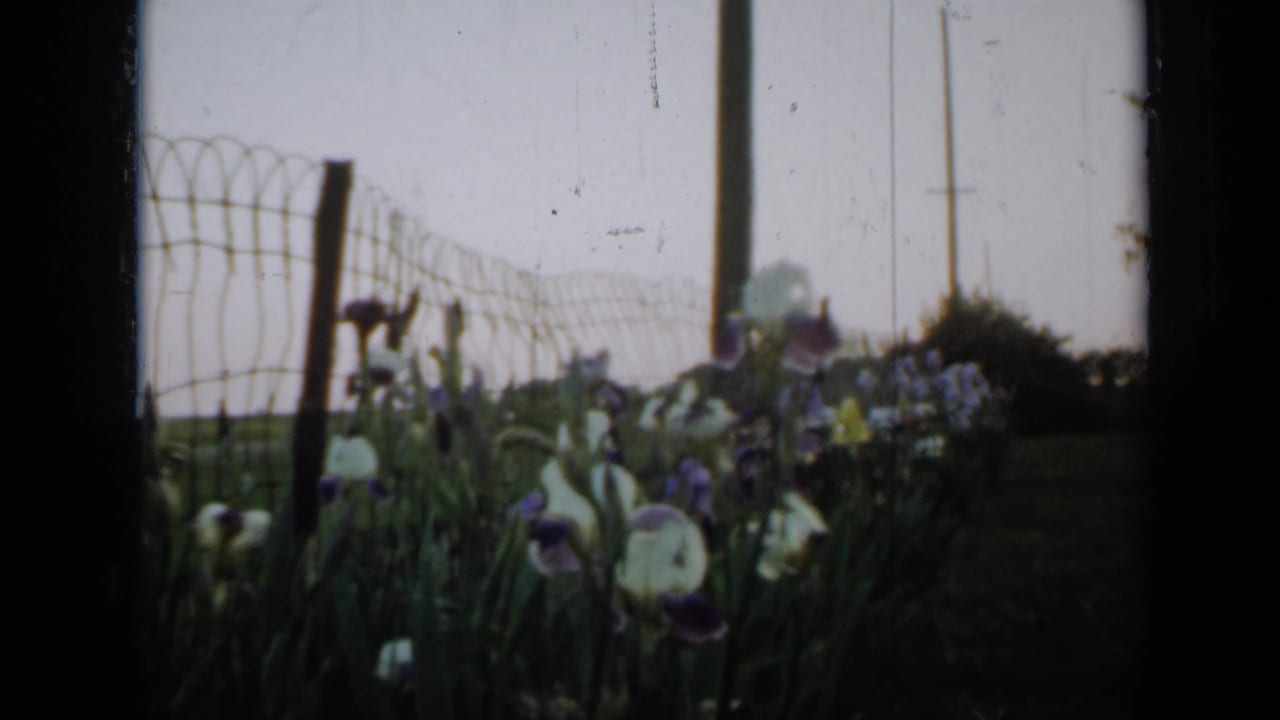 1958 Minnesota 8mm frame showing irises near a wire fence, with grass and wooden posts behind them.