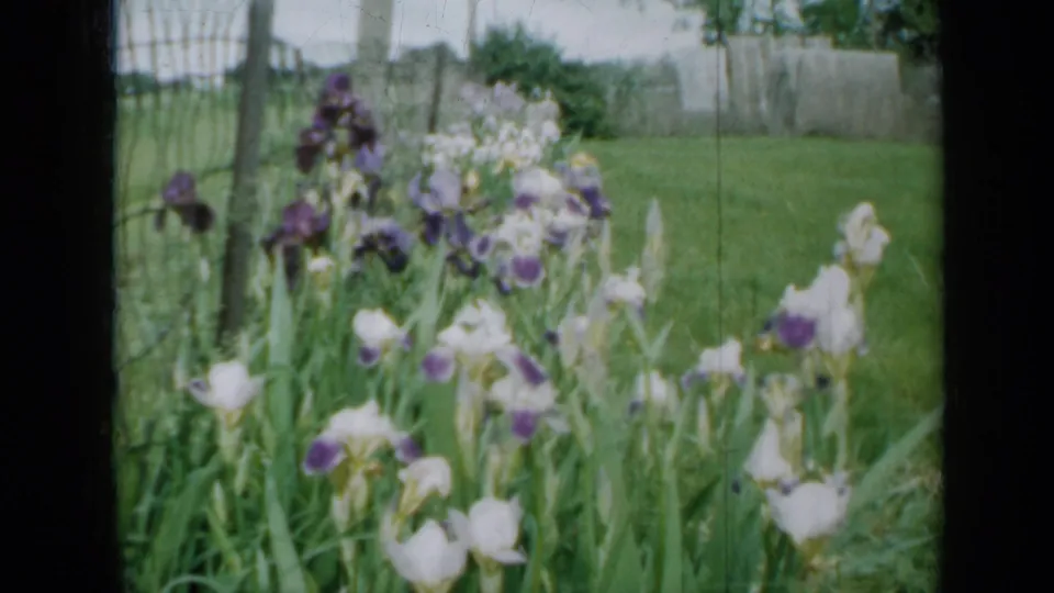 1958 Minnesota home-movie frame of purple and white irises swaying in a green yard near fence posts.