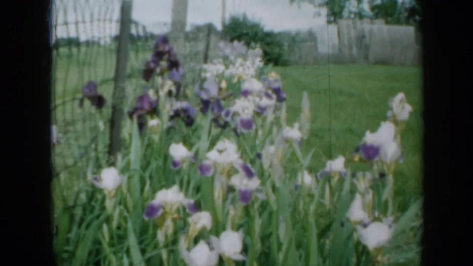1958 Minnesota 8mm still showing a close cluster of irises against a wire fence and open green lawn.