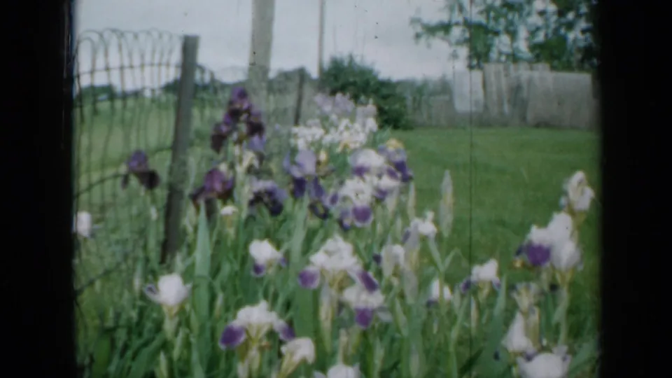 1958 Minnesota frame with wind-tossed irises in the foreground and a wire fence crossing the garden edge.