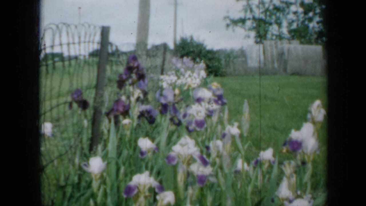 Purple and white irises blooming beside a wire fence and green lawn.