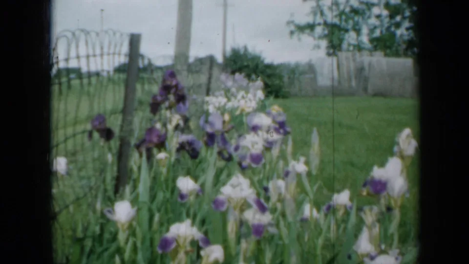 Purple and white irises bloom in a Minnesota garden beside a wire fence, with lawn, trees, and cloudy sky behind them.