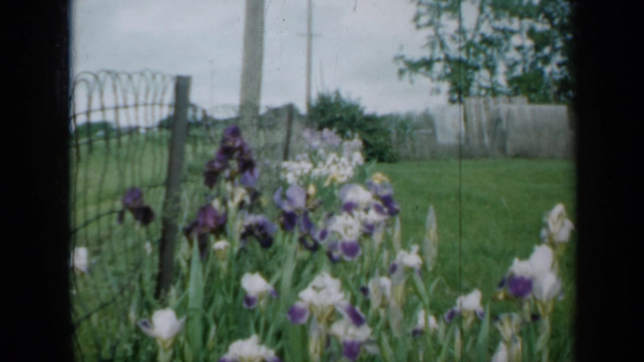 Garden irises in front of a fence, lawn, trees, and overcast sky.