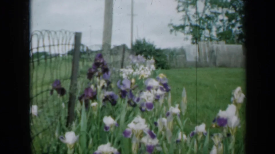 A soft 8mm view of purple and white irises near fencing in a Minnesota yard, with grass and trees in the background.