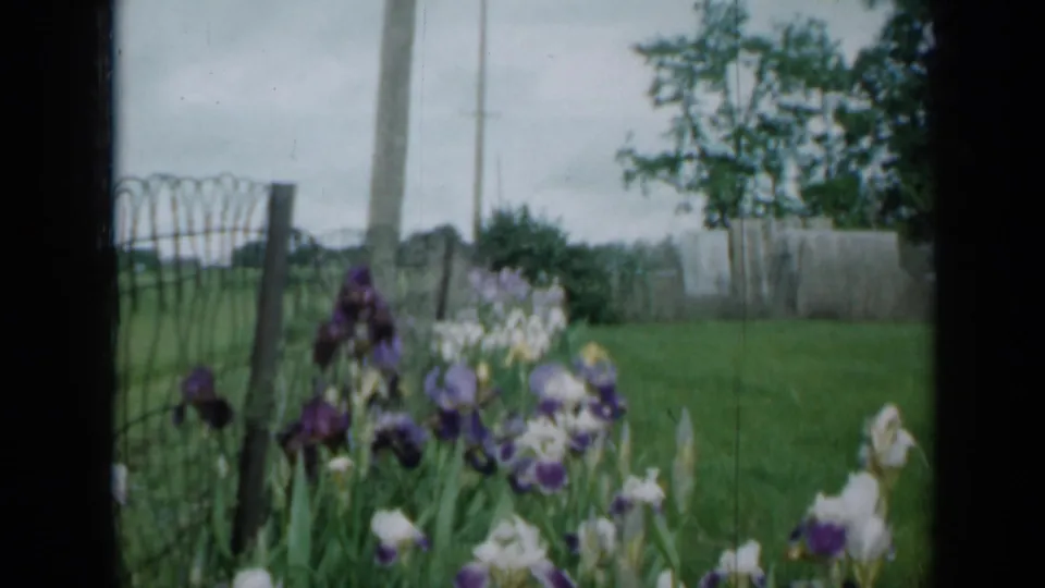 Purple and white irises appear in soft focus beside a wire fence in a 1958 Minnesota home-movie garden view.