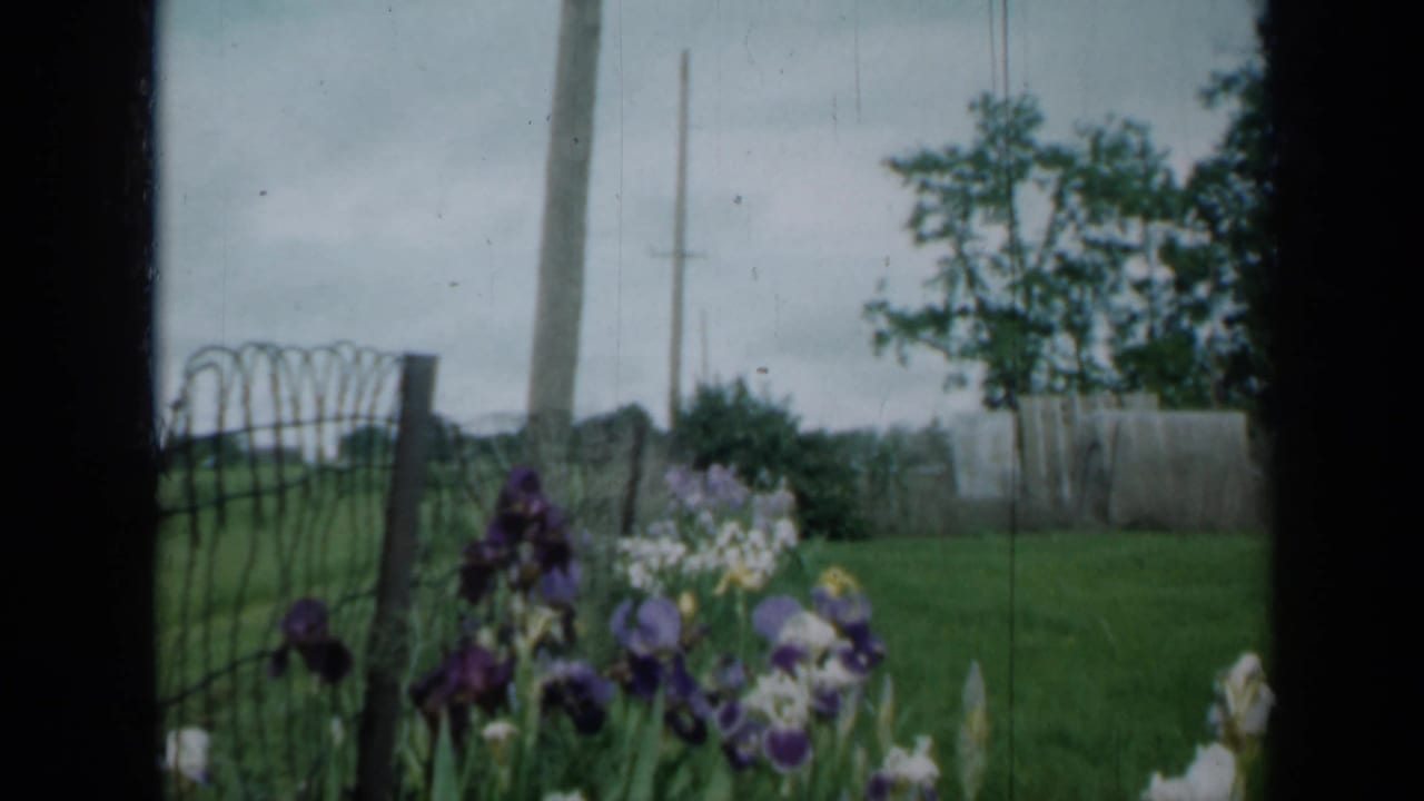 1958 Minnesota 8mm frame showing irises along a wire fence beside a grassy yard, with a road and utility poles in the background.
