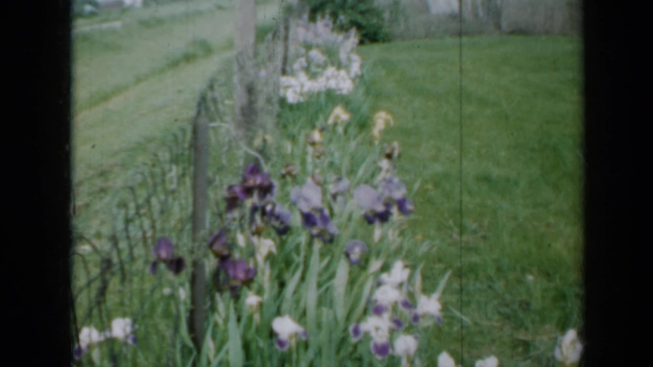 Irises line a wire fence beside a green lawn, with a road and trees receding in the background.