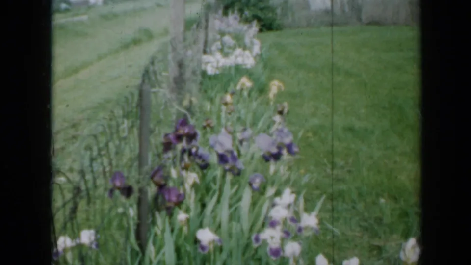 1958 Minnesota garden view with purple and white irises beside a fence, open lawn to the right, and a rural road beyond.