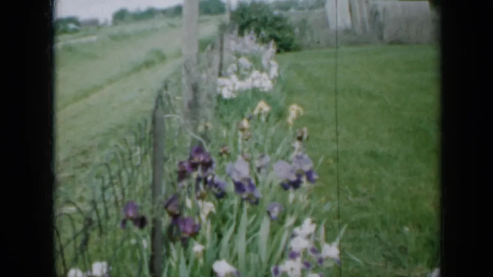 Soft 8mm frame from a 1958 Minnesota backyard showing irises close to a wire fence, with lawn and roadside greenery behind.