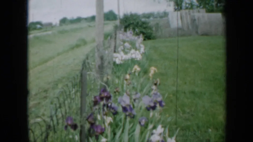 1958 Minnesota 8mm frame of backyard irises along a wire fence, with a grassy yard, road edge, utility pole, and trees visible.