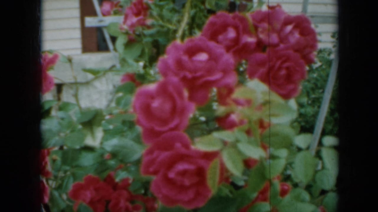 Hot pink roses and green leaves in front of a pale house wall.