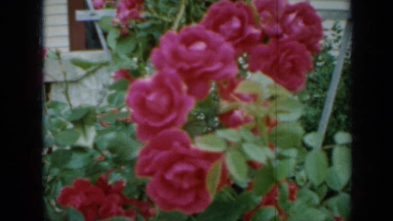 Cluster of bright pink roses with leaves and house exterior behind.