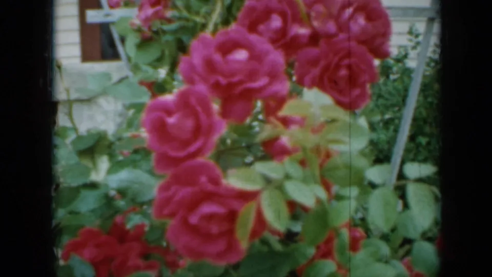 A close 8mm view shows pink roses and leaves moving near a light-colored house exterior in Minnesota.