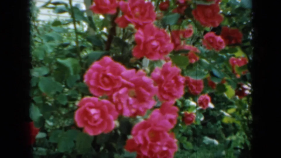 Pink roses appear deeper in the garden foliage, with the handheld 8mm frame emphasizing blossoms and leaves.