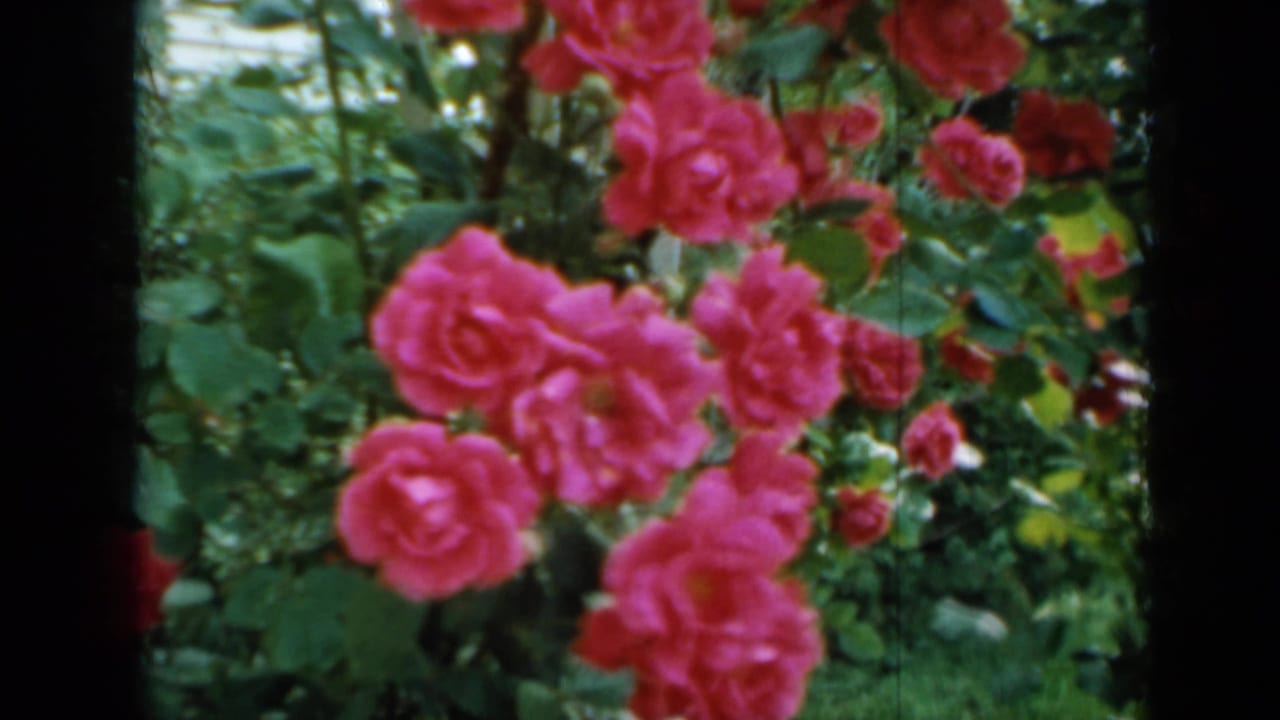 Pink roses and green foliage seen close-up with dark film borders.