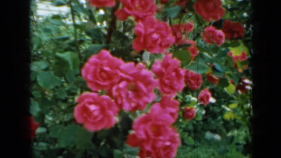 Close 1958 home-movie view of pink roses among green leaves, with soft focus and visible 8mm film edges.