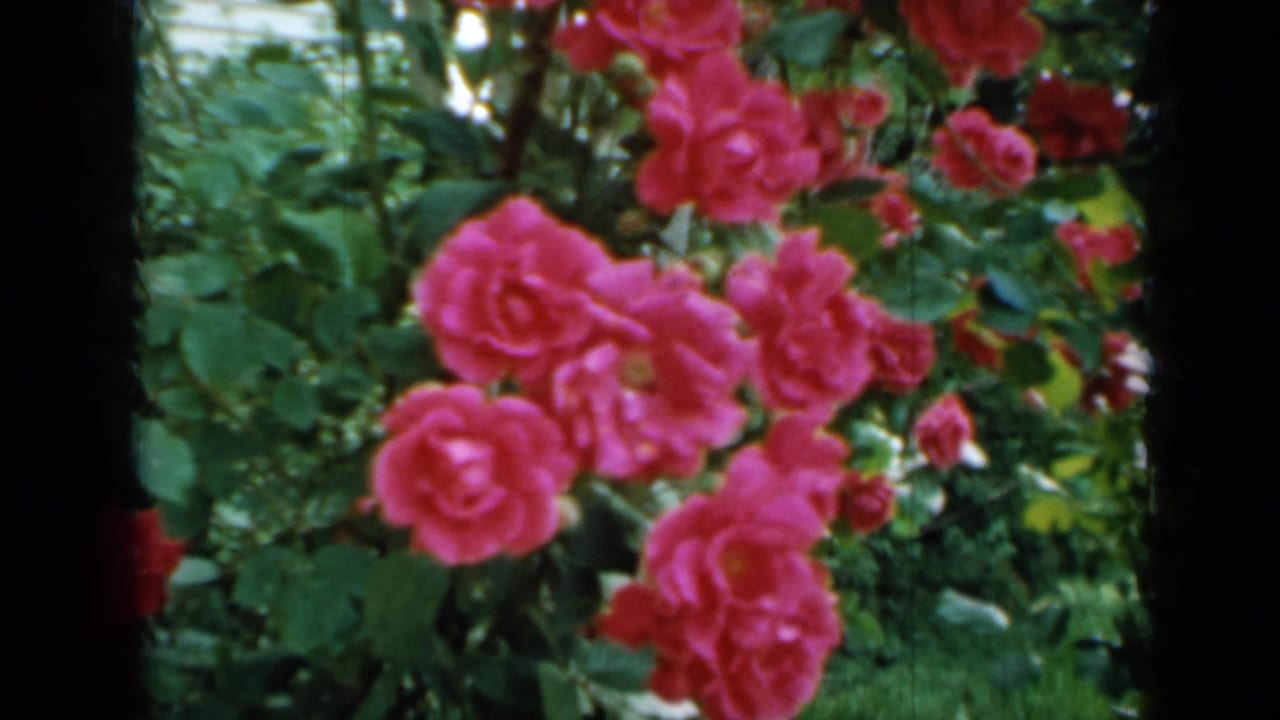 Pink roses sway among leafy greenery in this Minnesota-attributed 1958 8mm garden shot.