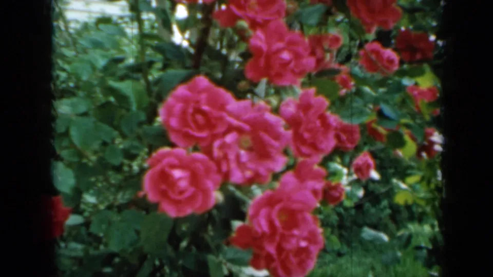 Pink roses sway among leafy greenery in this Minnesota-attributed 1958 8mm garden shot.