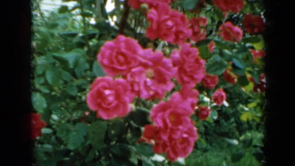 Soft 8mm close-up of pink roses and leaves, with handheld framing and dark vertical film borders.